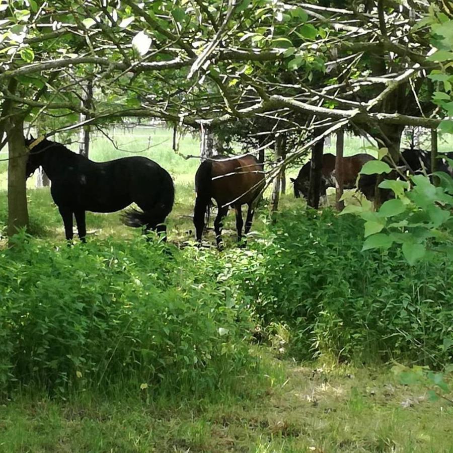 Domek Bobrowe Zacisze 2 Trzcinsko Esterno foto